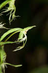 Green fringed orchid